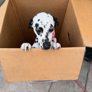 Alternative view of Bella