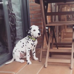 Alternative view of Blaze