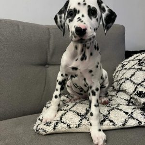 Alternative view of Porch