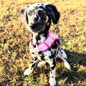 Alternative view of Belle