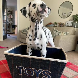 Alternative view of Brian