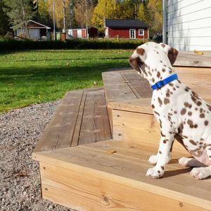 Alternative view of Milo