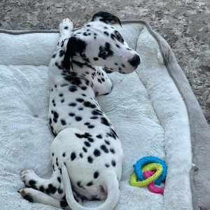 Alternative view of Chang