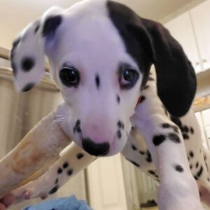 Alternative view of Capper